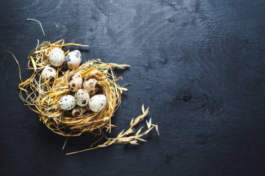 Siyah arka planda küçük bıldırcın yumurtaları. Boşluğu kopyala