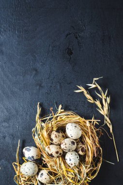 Siyah arka planda küçük bıldırcın yumurtaları. Boşluğu kopyala