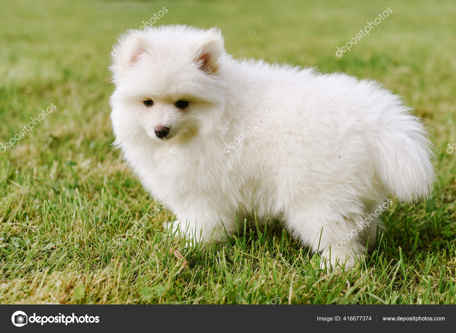 Little White Puppy Outdoors Park Close Pomsky Puppy Dog Adorable — Stock  Photo © rostyslavb84@gmail.com #416677374, image size:1600x1167