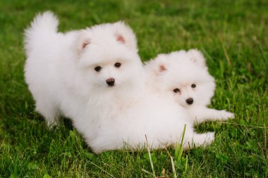 Parkta yürürken yeşil çimlerde oynayan beyaz köpek yavruları. Sevimli şirin Pomsky Puppy köpeği, Pomeranian Spitz ile karıştırılmış bir Husky