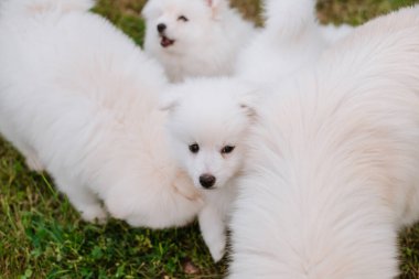 Parkta yürürken yeşil çimlerde oynayan beyaz köpek yavruları. Sevimli şirin Pomsky Puppy köpeği, Pomeranian Spitz ile karıştırılmış bir Husky