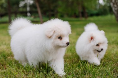 Parkta yürürken yeşil çimlerde oynayan beyaz köpek yavruları. Sevimli şirin Pomsky Puppy köpeği, Pomeranian Spitz ile karıştırılmış bir Husky