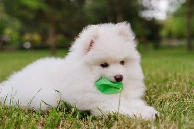 Küçük beyaz tüylü köpek yavrusu bir renk topuyla oynuyor. Sevimli Pomsky köpek yavrusu.