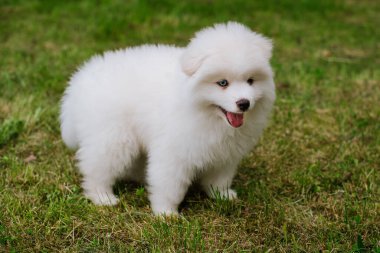 Parktaki küçük beyaz köpek yavrusu. Kapatın. Pomsky yavru köpeği. Sevimli, küçük, iri kıyım bir köpek.
