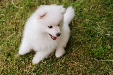 Parktaki küçük beyaz köpek yavrusu. Kapatın. Pomsky yavru köpeği. Sevimli, küçük, iri kıyım bir köpek.