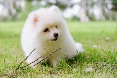 Parktaki küçük beyaz köpek yavrusu. Kapatın. Pomsky yavru köpeği. Sevimli, küçük, iri kıyım bir köpek.