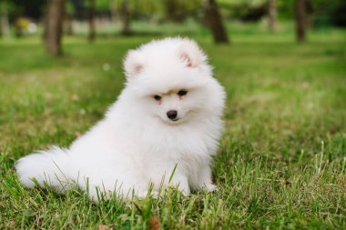 Parktaki küçük beyaz köpek yavrusu. Kapatın. Pomsky yavru köpeği. Sevimli, küçük, iri kıyım bir köpek.