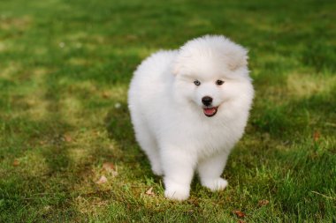 Parktaki küçük beyaz köpek yavrusu. Kapatın. Pomsky yavru köpeği. Sevimli, küçük, iri kıyım bir köpek.