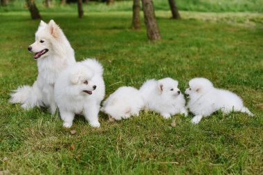 Parkta yürürken yeşil çimlerde oynayan beyaz köpek yavruları. Sevimli şirin Pomsky Puppy köpeği, Pomeranian Spitz ile karıştırılmış bir Husky