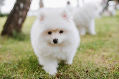 Parkta yürürken yeşil çimlerde oynayan beyaz köpek yavruları. Sevimli şirin Pomsky Puppy köpeği, Pomeranian Spitz ile karıştırılmış bir Husky
