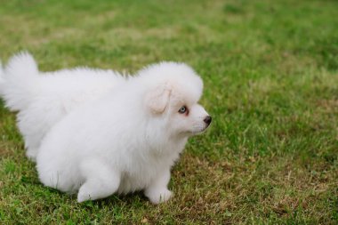 Parkta yürürken yeşil çimlerde oynayan beyaz köpek yavruları. Sevimli şirin Pomsky Puppy köpeği, Pomeranian Spitz ile karıştırılmış bir Husky