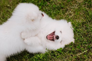 Parkta yürürken yeşil çimlerde oynayan beyaz köpek yavruları. Sevimli şirin Pomsky Puppy köpeği, Pomeranian Spitz ile karıştırılmış bir Husky