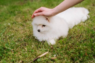 Parktaki küçük beyaz köpek yavrusu. Kapatın. Pomsky yavru köpeği. Sevimli, küçük, iri kıyım bir köpek.