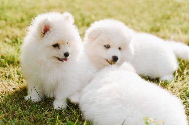 Parkta yürürken yeşil çimlerde oynayan beyaz köpek yavruları. Sevimli şirin Pomsky Puppy köpeği, Pomeranian Spitz ile karıştırılmış bir Husky