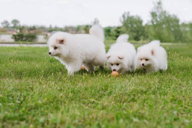 Parkta yürürken yeşil çimlerde oynayan beyaz köpek yavruları. Sevimli şirin Pomsky Puppy köpeği, Pomeranian Spitz ile karıştırılmış bir Husky