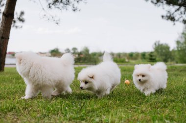 Parkta yürürken yeşil çimlerde oynayan beyaz köpek yavruları. Sevimli şirin Pomsky Puppy köpeği, Pomeranian Spitz ile karıştırılmış bir Husky
