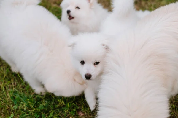 Cachorrinhos Brancos Brincando Grama Verde Durante Caminhada Parque Adorável Bonito — Fotografia de Stock