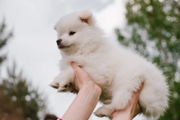 Little White Puppy Outdoors Park Close Pomsky Puppy Dog Adorable — Stock Photo, Image