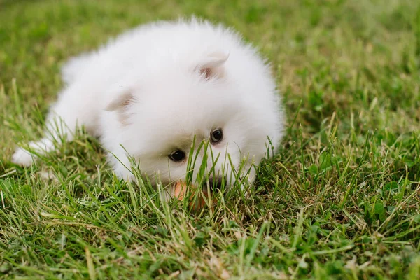 Küçük Beyaz Tüylü Köpek Yavrusu Bir Renk Topuyla Oynuyor Sevimli — Stok fotoğraf