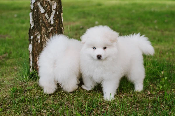 在公园散步时 白色的小狗在绿草上玩耍 可爱可爱的庞斯基犬 一种与波美拉尼亚斯皮茨混合的哈士奇犬 — 图库照片