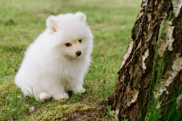 Little White Puppy Outdoors Park Close Pomsky Puppy Dog Adorable — Stock Photo, Image