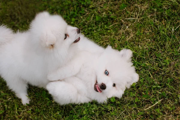 在公园散步时 白色的小狗在绿草上玩耍 可爱可爱的庞斯基犬 一种与波美拉尼亚斯皮茨混合的哈士奇犬 — 图库照片