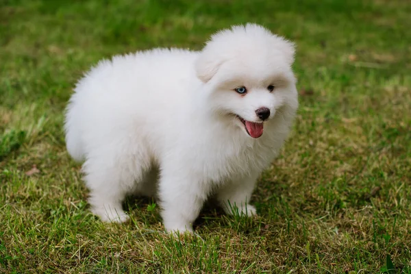 Parktaki Küçük Beyaz Köpek Yavrusu Kapatın Pomsky Yavru Köpeği Sevimli — Stok fotoğraf
