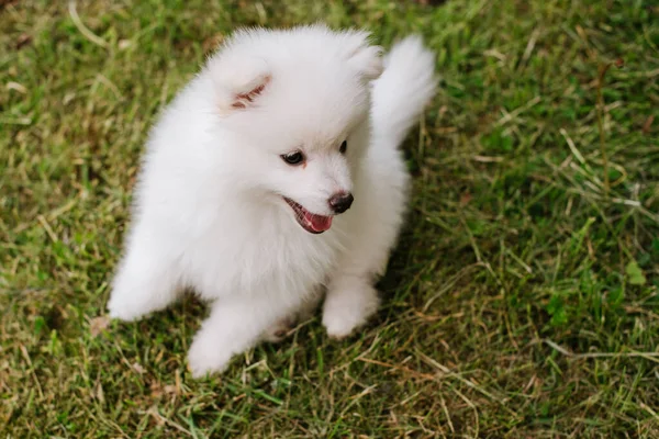 公园里的一只小白狗 靠近点庞斯基小狗 可爱的小哈士奇小狗 — 图库照片
