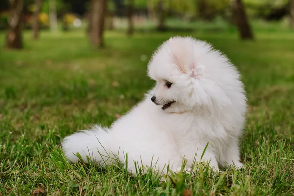 Egy Kis Fehér Kutyus Parkban Közelről Pomsky Kiskutya Imádnivaló Mini — Stock Fotó