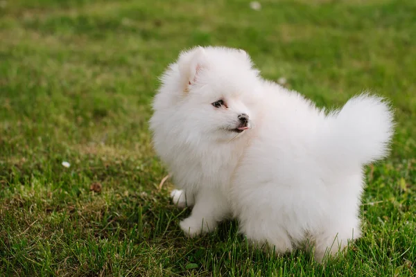 Pequeño Cachorrito Blanco Aire Libre Parque Cerca Pomsky Cachorro Perro —  Fotos de Stock