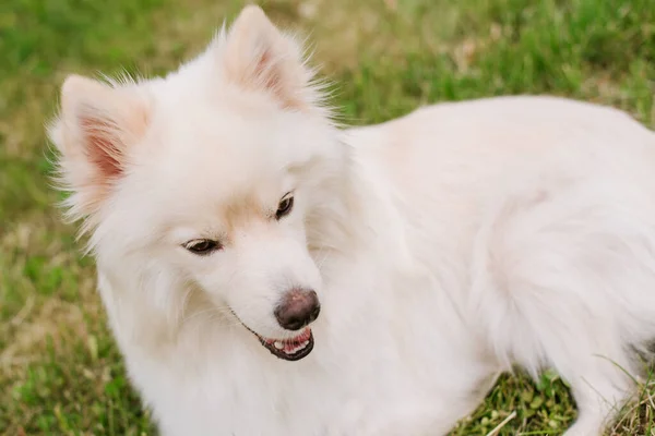 Белая Взрослая Собака Помского Породы Сидит Зеленой Траве Парке — стоковое фото