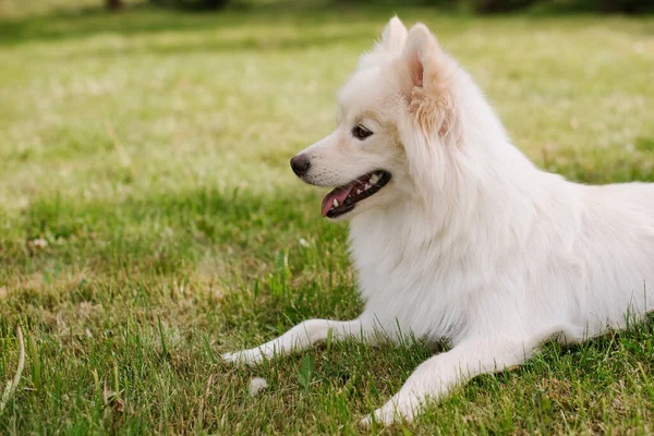 Cão Adulto Branco Raça Pomsky Sentado Grama Verde Parque — Fotografia de Stock