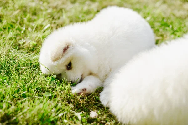 Pequeños Cachorros Blancos Jugando Sobre Hierba Verde Durante Caminata Parque —  Fotos de Stock