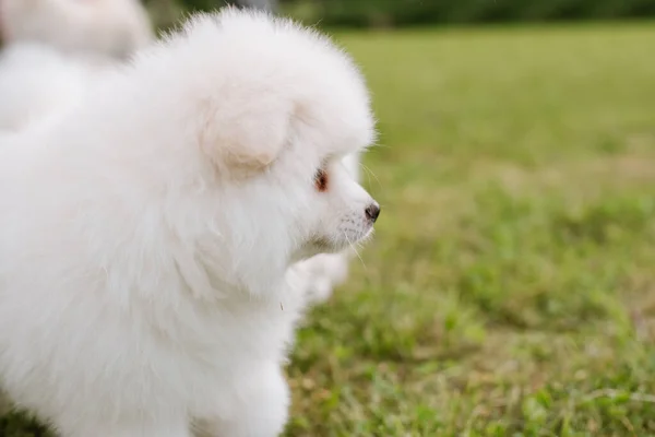 公園の屋外に小さな白い子犬 閉めろ ポムスキー子犬犬 愛らしいミニハスキー小さな犬 — ストック写真