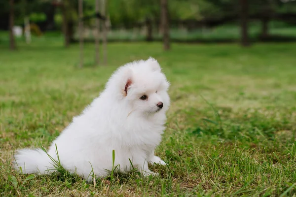 Pequeno Cachorro Branco Livre Parque Fecha Cão Cachorro Pomsky Adorável — Fotografia de Stock