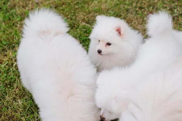 Fehér Kiskutyák Játszanak Zöld Füvön Séta Közben Parkban Imádnivaló Aranyos — Stock Fotó