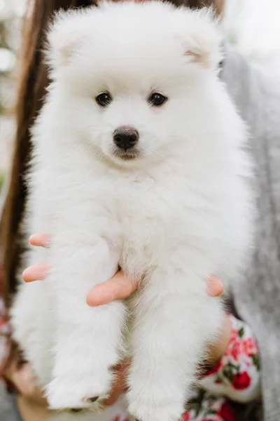 Kleine Witte Puppy Buiten Het Park Sluit Maar Pomsky Puppy — Stockfoto
