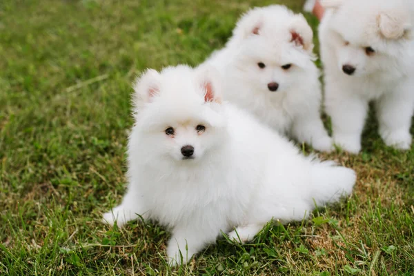 Cachorrinhos Brancos Brincando Grama Verde Durante Caminhada Parque Adorável Bonito — Fotografia de Stock