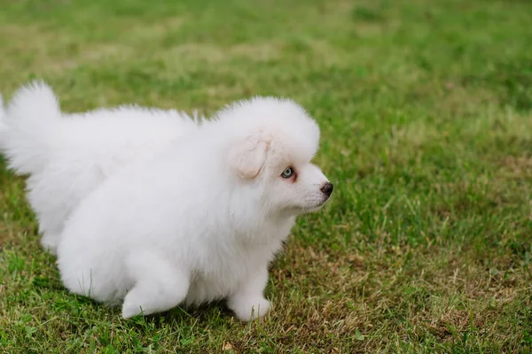 Cachorrinhos Brancos Brincando Grama Verde Durante Caminhada Parque Adorável Bonito — Fotografia de Stock