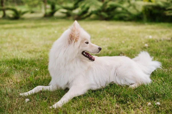 Biały Dorosły Pies Rasy Pomsky Siedzi Zielonej Trawie Parku — Zdjęcie stockowe