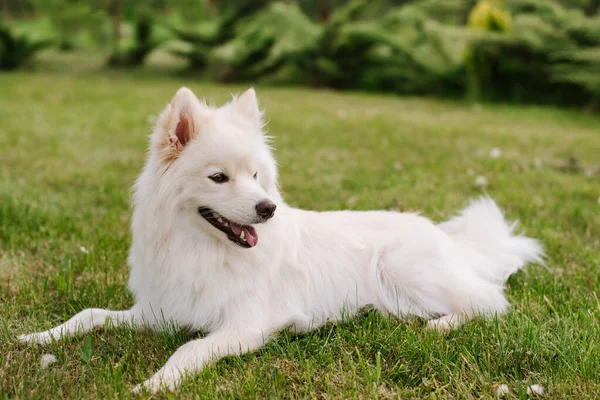 Cão Adulto Branco Raça Pomsky Sentado Grama Verde Parque — Fotografia de Stock