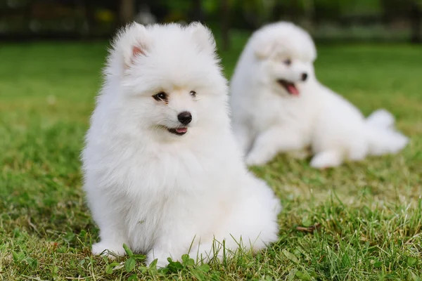 Parkta yürürken yeşil çimlerde oynayan beyaz köpek yavruları. Sevimli şirin Pomsky Puppy köpeği, Pomeranian Spitz ile karıştırılmış bir Husky