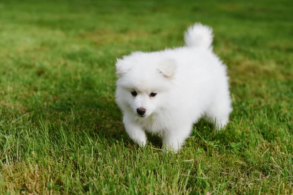 Pequeno Cachorrito Blanco Aire Libre Parque Cerca Pomsky Cachorro Perro Fotografia De Stock C Rostyslavb84 Gmail Com Depositphotos