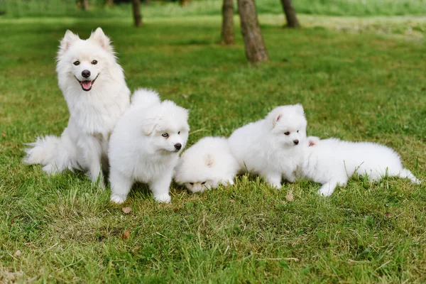 Parkta yürürken yeşil çimlerde oynayan beyaz köpek yavruları. Sevimli şirin Pomsky Puppy köpeği, Pomeranian Spitz ile karıştırılmış bir Husky