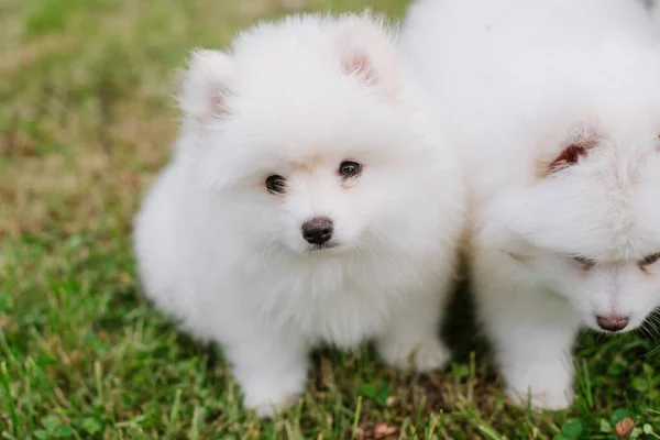 White Little Puppies Playing Green Grass Walking Park Adorable Cute — Stock Photo, Image