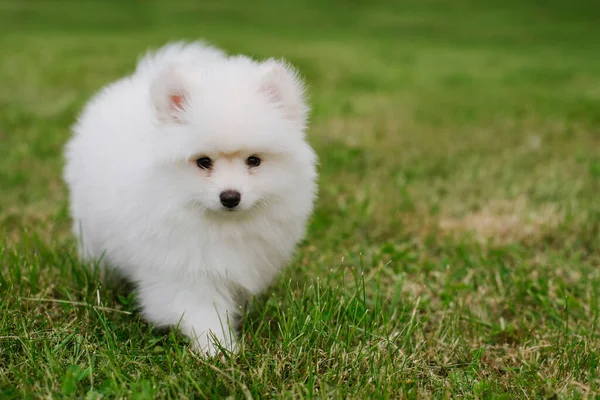 Egy Kis Fehér Kutyus Parkban Közelről Pomsky Kiskutya Imádnivaló Mini — Stock Fotó