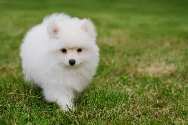 Malé Bílé Štěňátko Venku Parku Zavřít Pomskyho Pejsek Rozkošný Mini — Stock fotografie