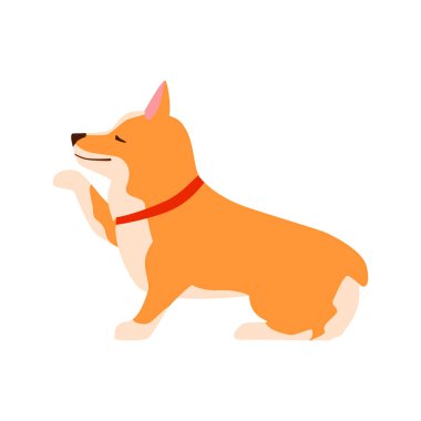 Mutlu sevimli köpek. Welsh Corgi. Puppy oturur ve pençe verir.