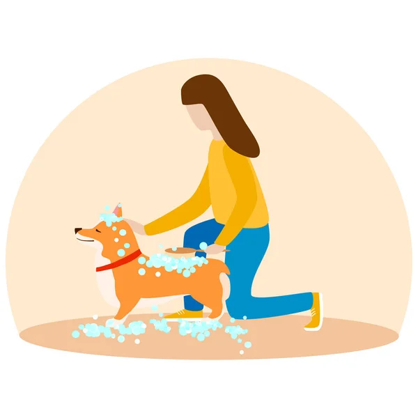 A woman washes her puppy Welsh Corgi. Dogs in soap foam. — Stock Vector