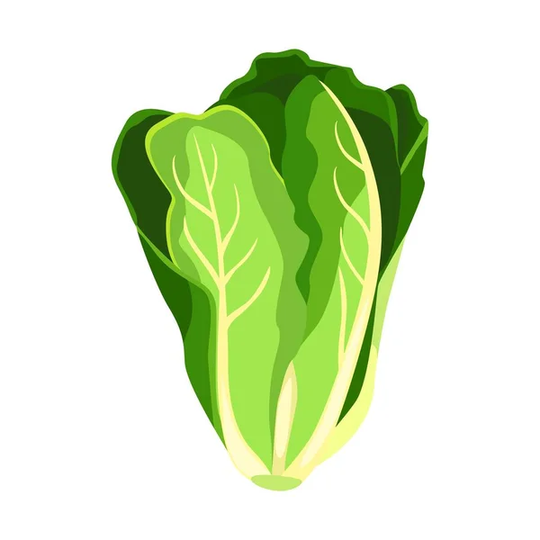 Ensalada Romaine planta de lechuga. Naturaleza hojas de verduras verdes frescas orgánicas . — Vector de stock